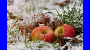 Новогодняя польская песня (яблоки на снегу)