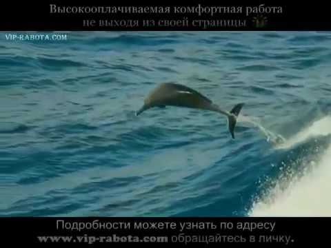 Отличный РЕЛАКС - Дельфины + чудесная музыка))