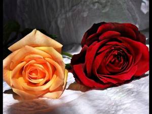 РОЗЫ (клип) Романс Две розы - Наталия Муравьева Лучшие русские романсы Romances Rose