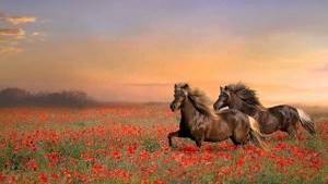 Выйду ночью в поле с конем - Пелагея и Дарья Мороз