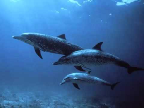 Дельфины, музыка для релаксации