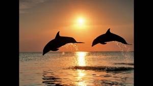 Дельфины. Целебные звуки и песни дельфинов.