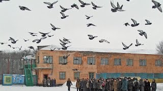 Голуби летят над нашей зоной русский шансон