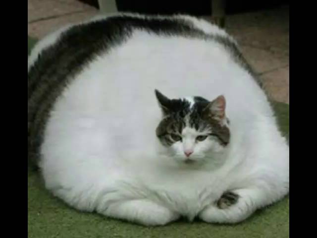 Песня жирный кот