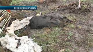В Воронежской области медведь насмерть загрыз 87-летнего пенсионера