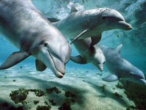 Успокаивающие звуки дельфинов- для малышей.