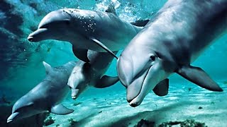 Песни дельфинов о Любви