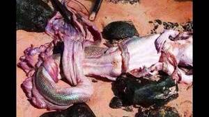 В Мексике нашли мертвую русалку