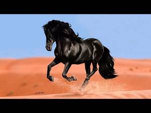 Цыганские песни и романсы "Беговые кони"