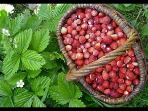 Сладка ягода  в лес поманит - Поёт Юлия Боголепова