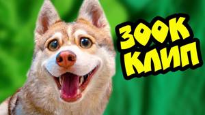ЯНТАРНЫЕ ГЛАЗКИ! Премьера клипа на 300К ПОДПИСЧИКОВ (Хаски Бублик) Говорящая собака Mister Booble
