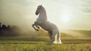 Александр Малинин. Белый конь