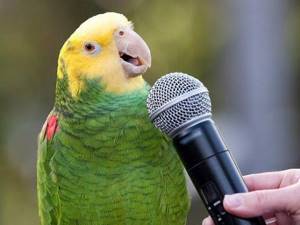 Попугаи любят петь