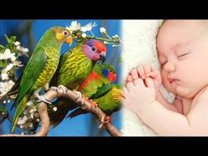 пение птиц   | Удивительный сон трюк | успокаивающий белый шум