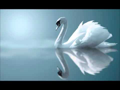 Мелодия Белого Лебедя