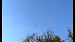 голуби летят над нашей зоной