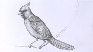 Уроки рисования. Как нарисовать птицу карандашом | Art School