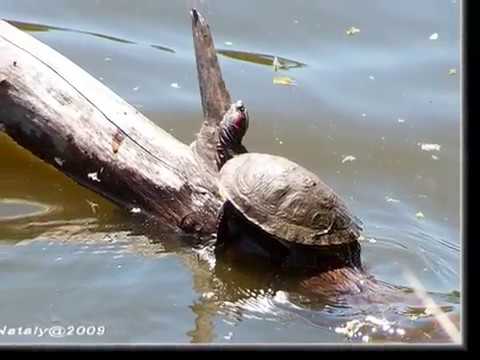 Романс черепахи Тортилы