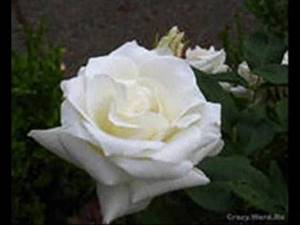 Белые розы (песни восьмидесятых)