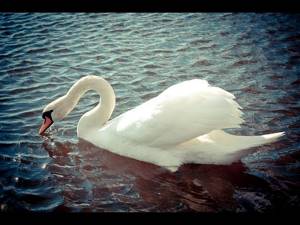 Белый лебедь на пруду
