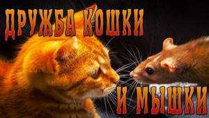 Настоящие сказки братьев Гримм. Дружба между кошкой и мышкой | Братья Гримм №1