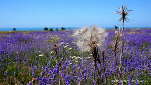 Природа, лаванда, цветы, поле, птицы поют, музыка, звуки природы, релакс, медитация, lavender
