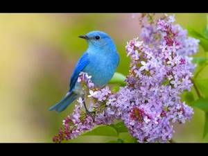 Пение соловья и лесных птиц: активизация всех систем организма. Очищает помещение от негатива