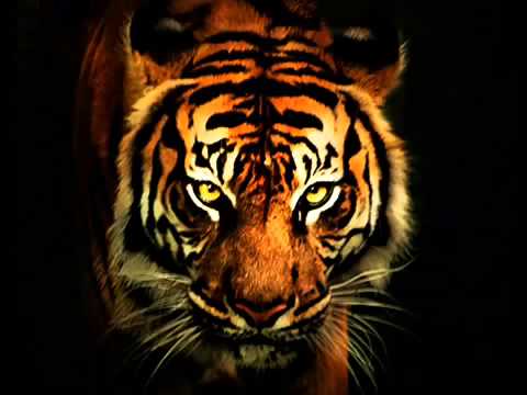 Survivor "Eye Of The Tiger" Глаз тигра. Рокки